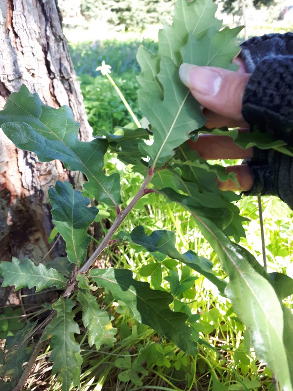 Quercus Pubescens/ Robur?